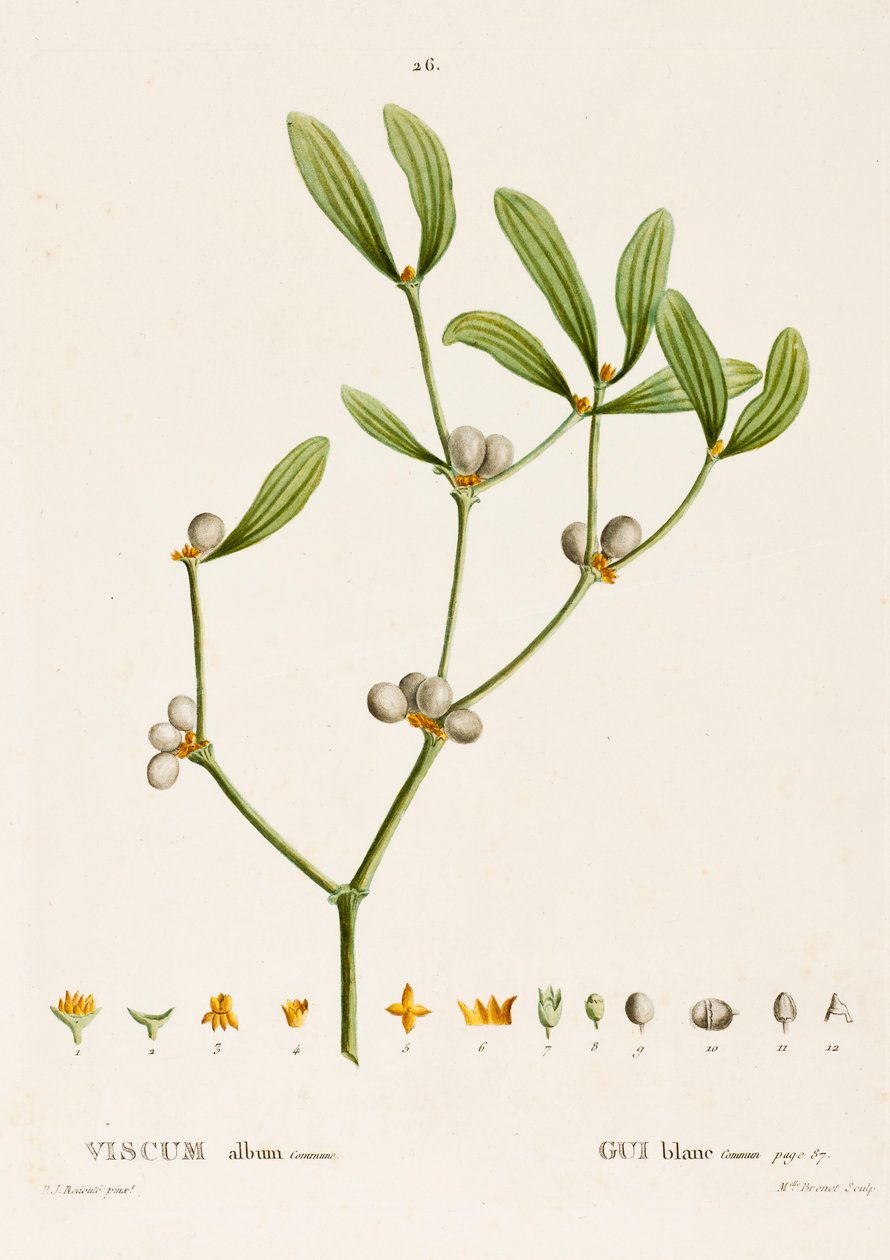 Viscum hvid L. Mistelten, c1800-1830. af Pierre Joseph Redouté