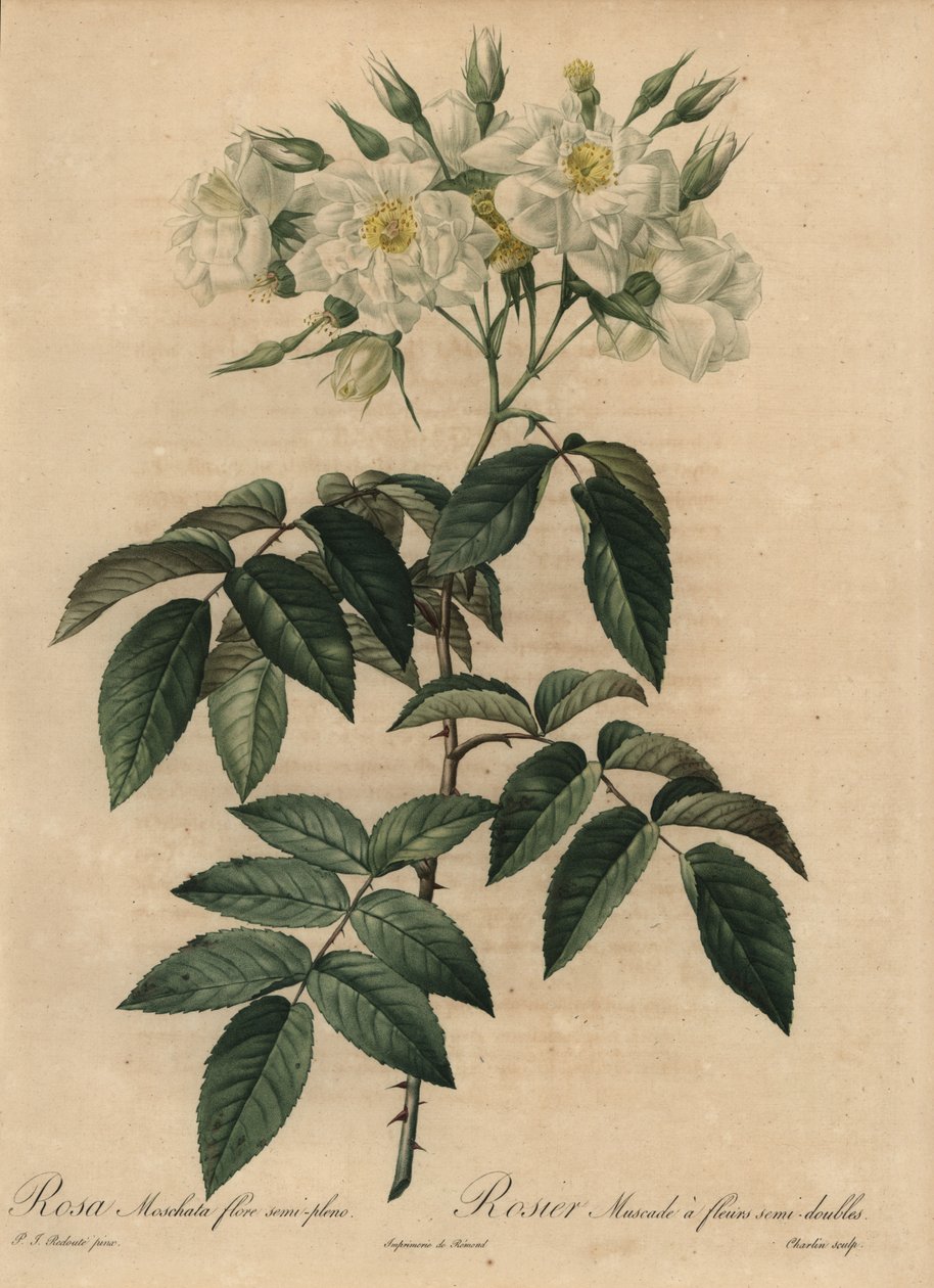 Hvid moskusrose, Rosa moschata af Pierre Joseph Redouté