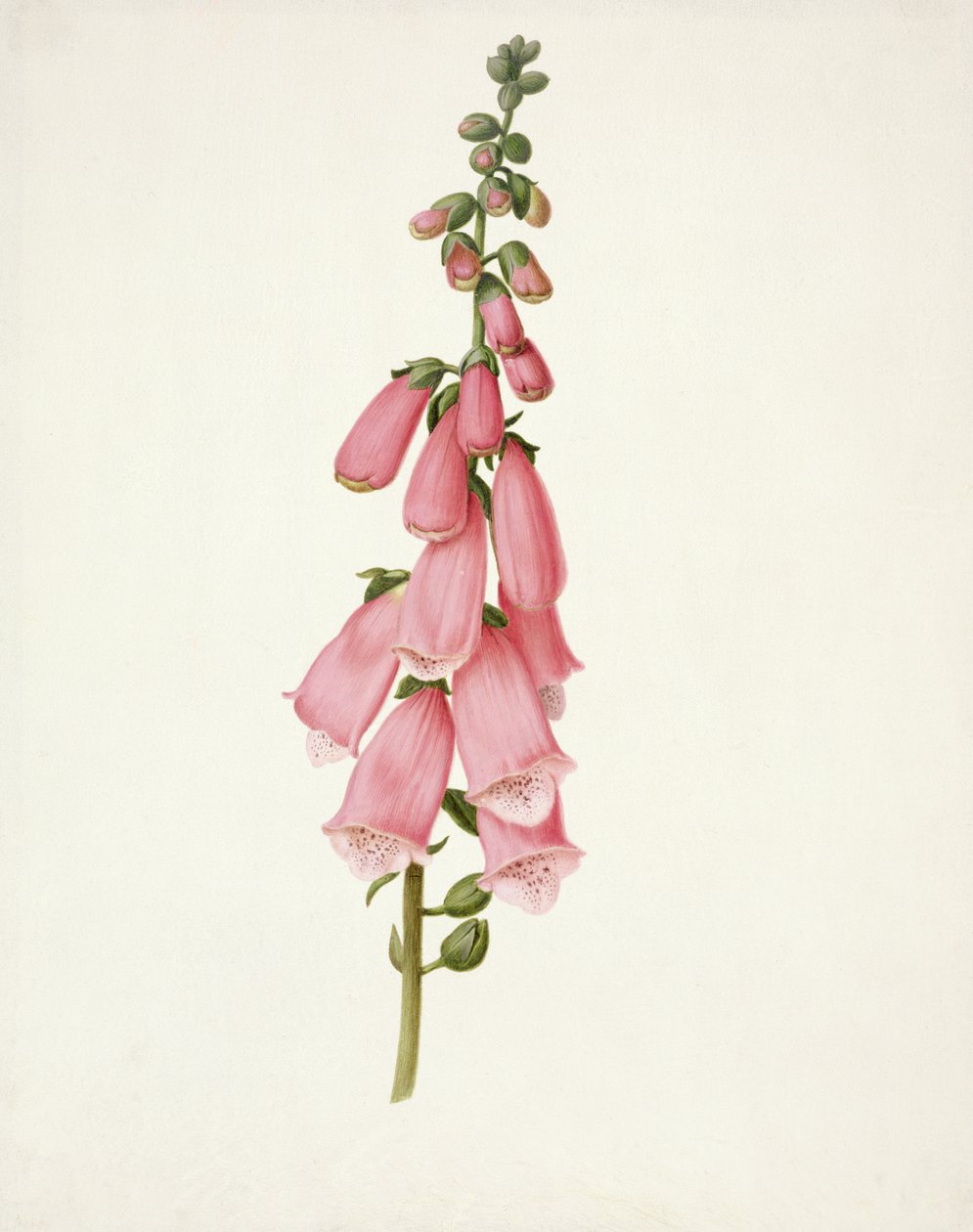 PD.101-1973f.50 Rævehandske (Digitalis purpura) (wc og gouache på vellum) af Pieter Withoos