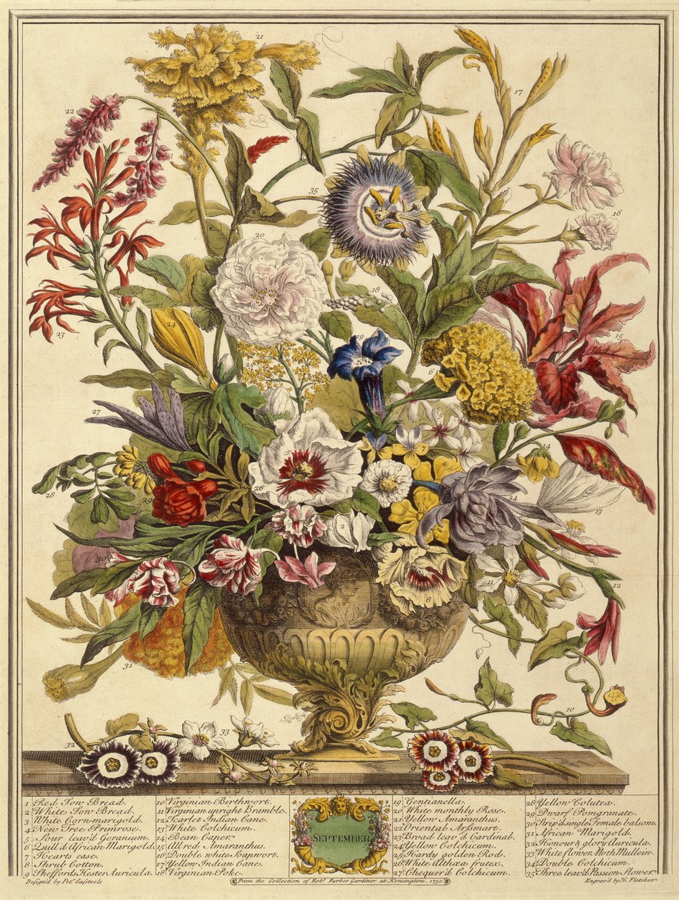 september, fra Tolv måneder af blomster af Robert Furber (ca. 1674-1756) graveret af Henry Fletcher (farvegravering) af Pieter after Casteels