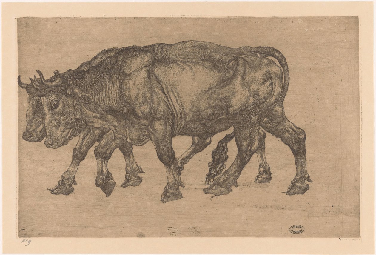 to okser af Pieter Dupont