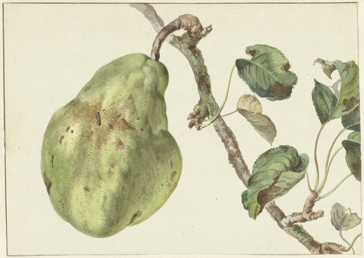 Pære på en gren af Pieter Gevers
