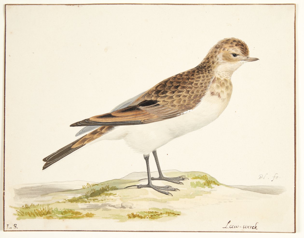 En sanglærke (alauda arvensis) af Pieter Holsteijn