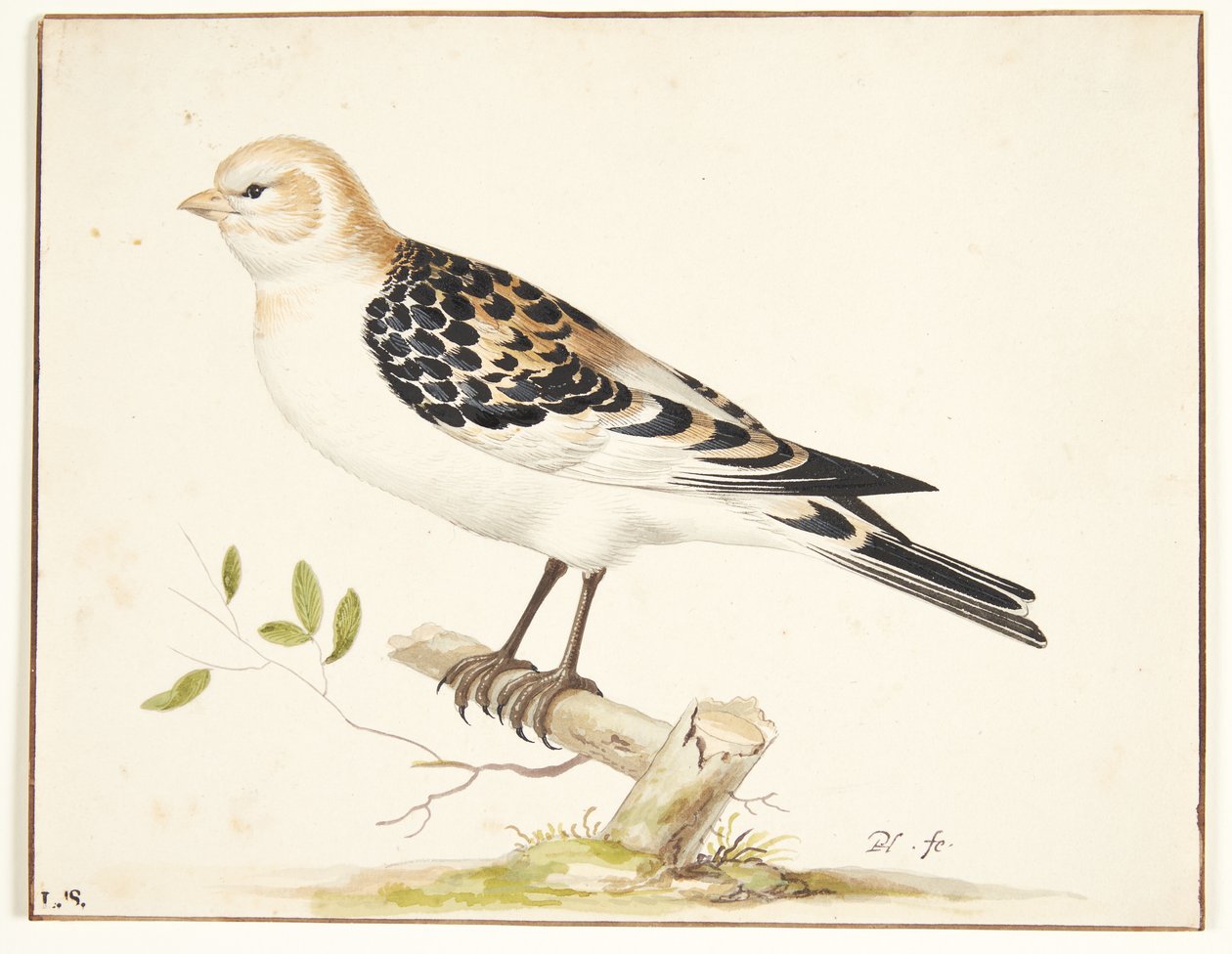 I snespurv (plectrophenax nivalis) af Pieter Holsteijn