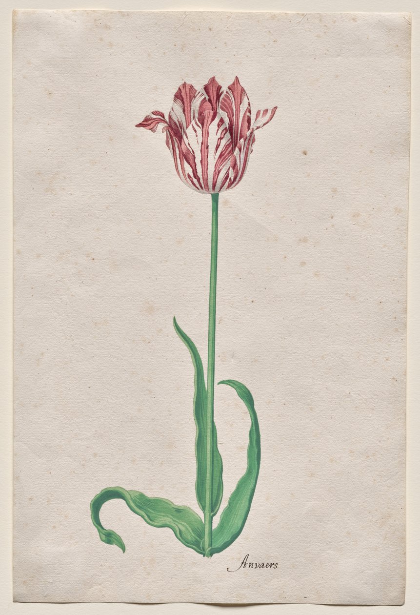 Studie af en tulipan (Anvaers) af Pieter Holsteyn II