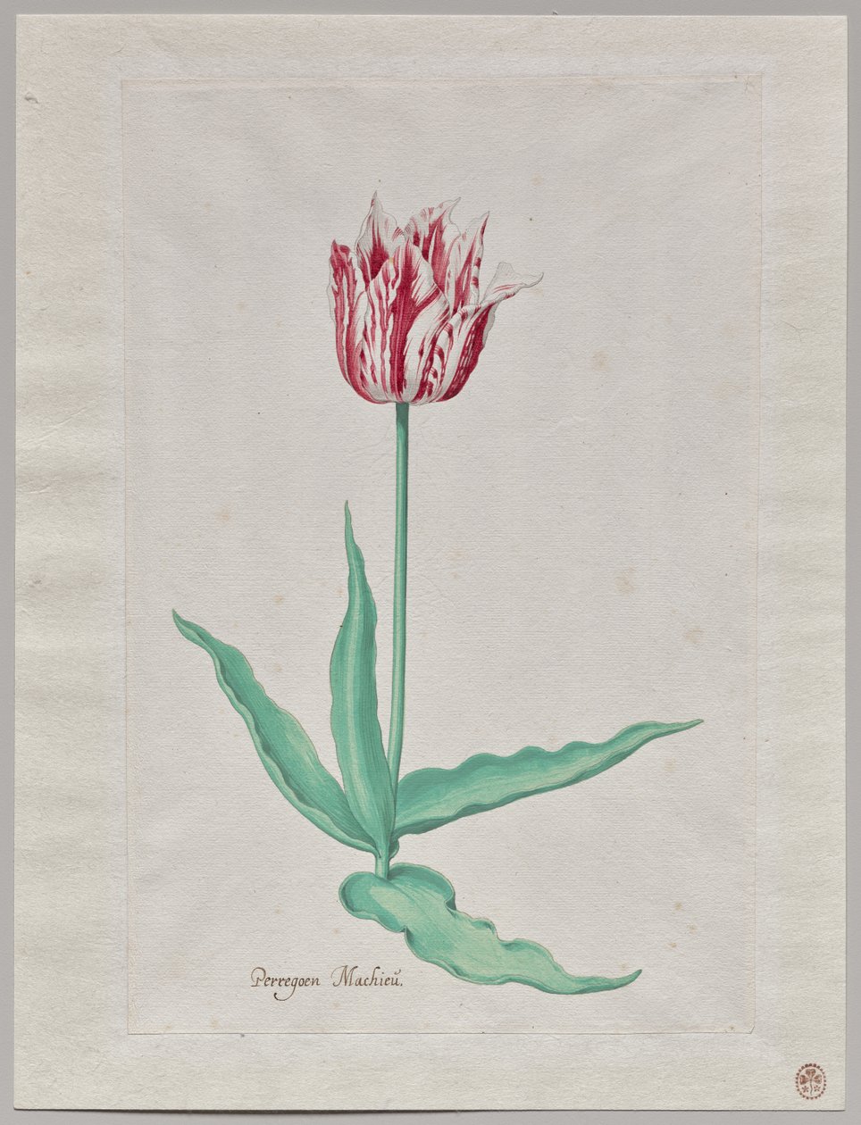 Studie af en tulipan (Perregoen Machieu) af Pieter Holsteyn II