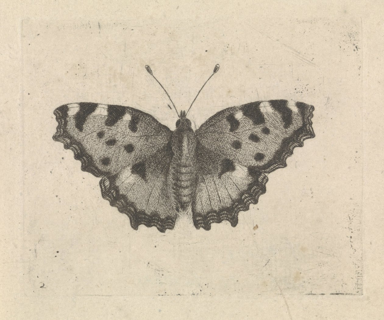 Sommerfugl af Pieter Lyonet