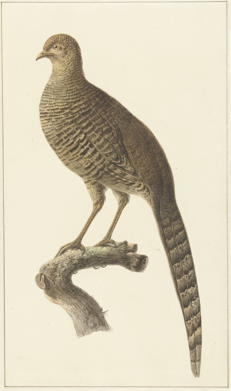 Goudfazant, høne af Pieter Pietersz. Barbiers
