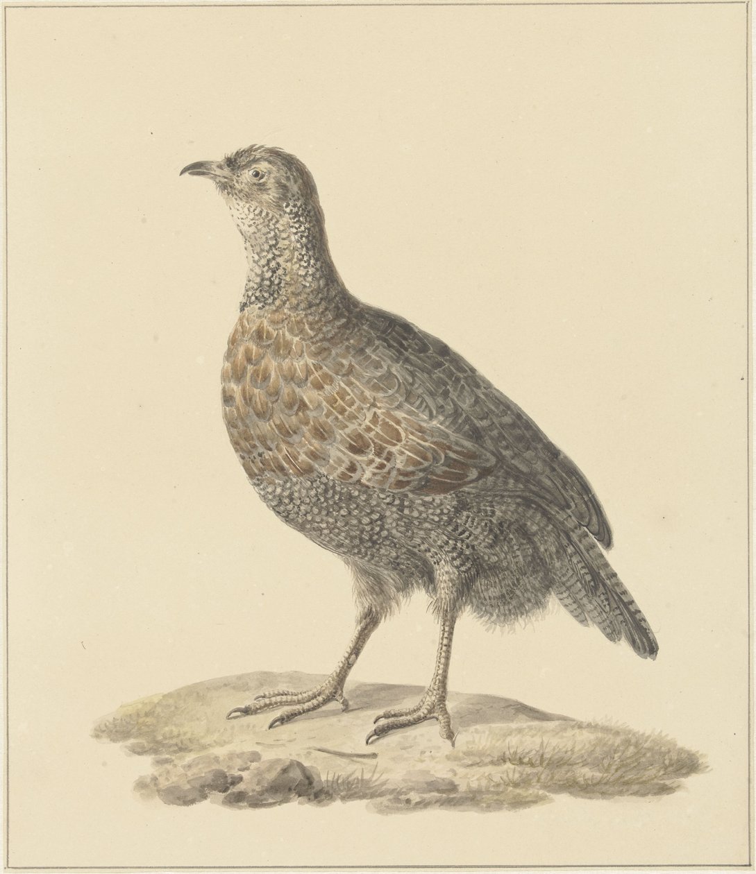 agerhøne (?) af Pieter Pietersz. Barbiers