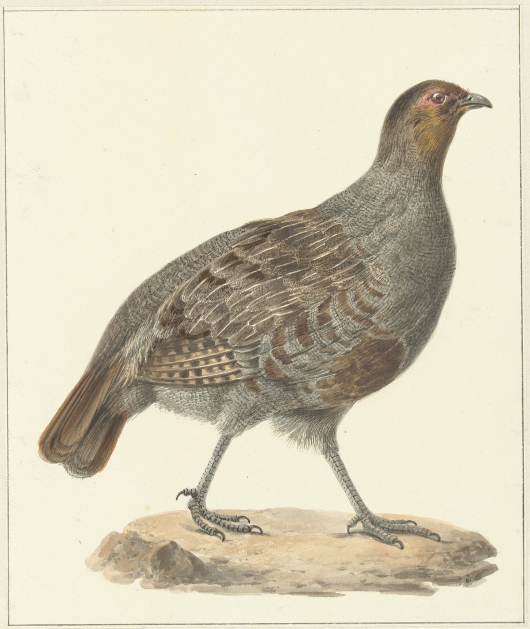 Agerhøne af Pieter Pietersz. Barbiers