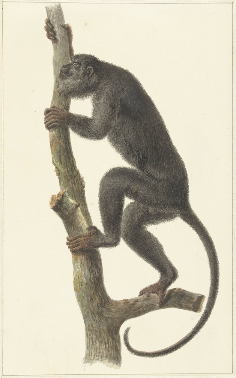 Sort brøleabe (Paraguay) af Pieter Pietersz. Barbiers