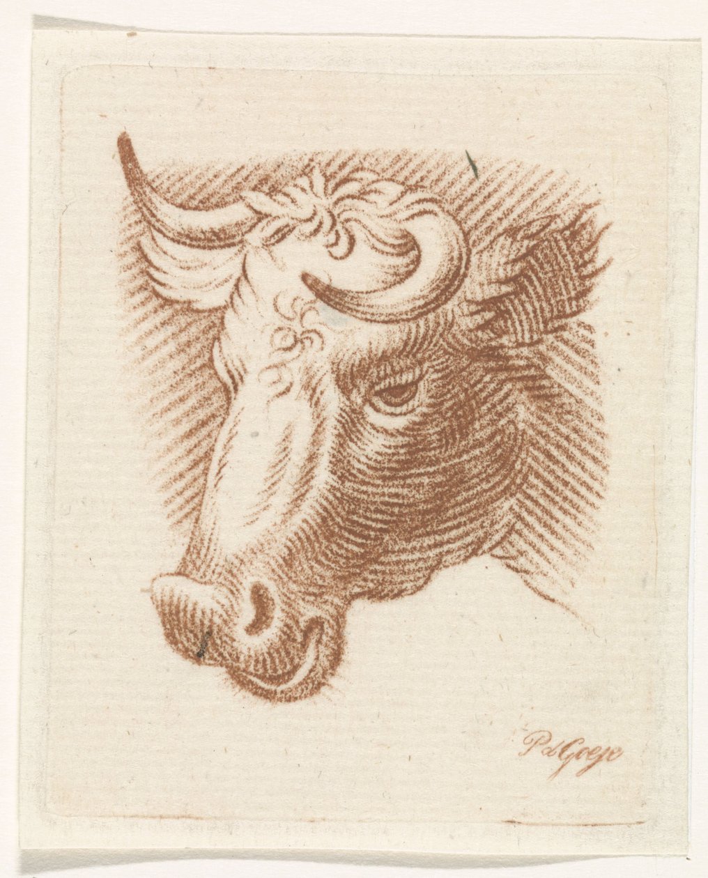 Hovedet af en tyr af Pieter de Goeje
