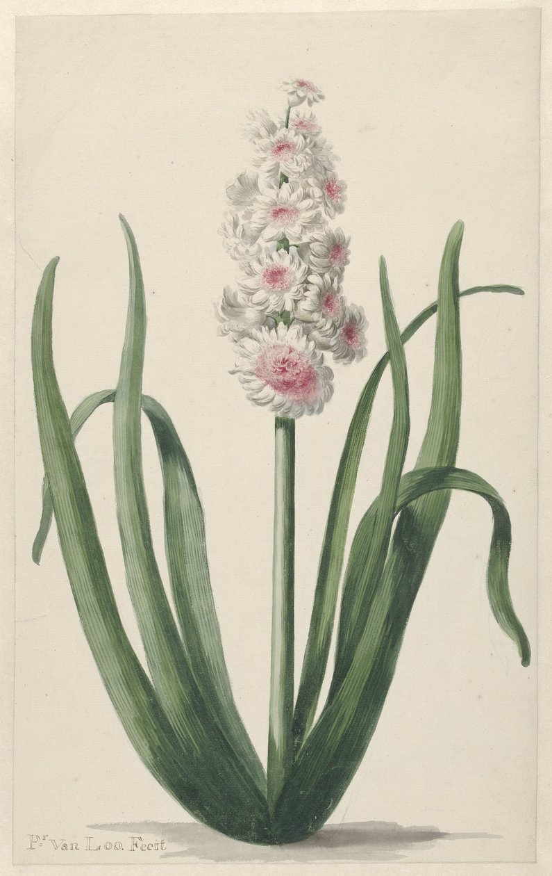 Blomstrende hyacint af Pieter van Loo