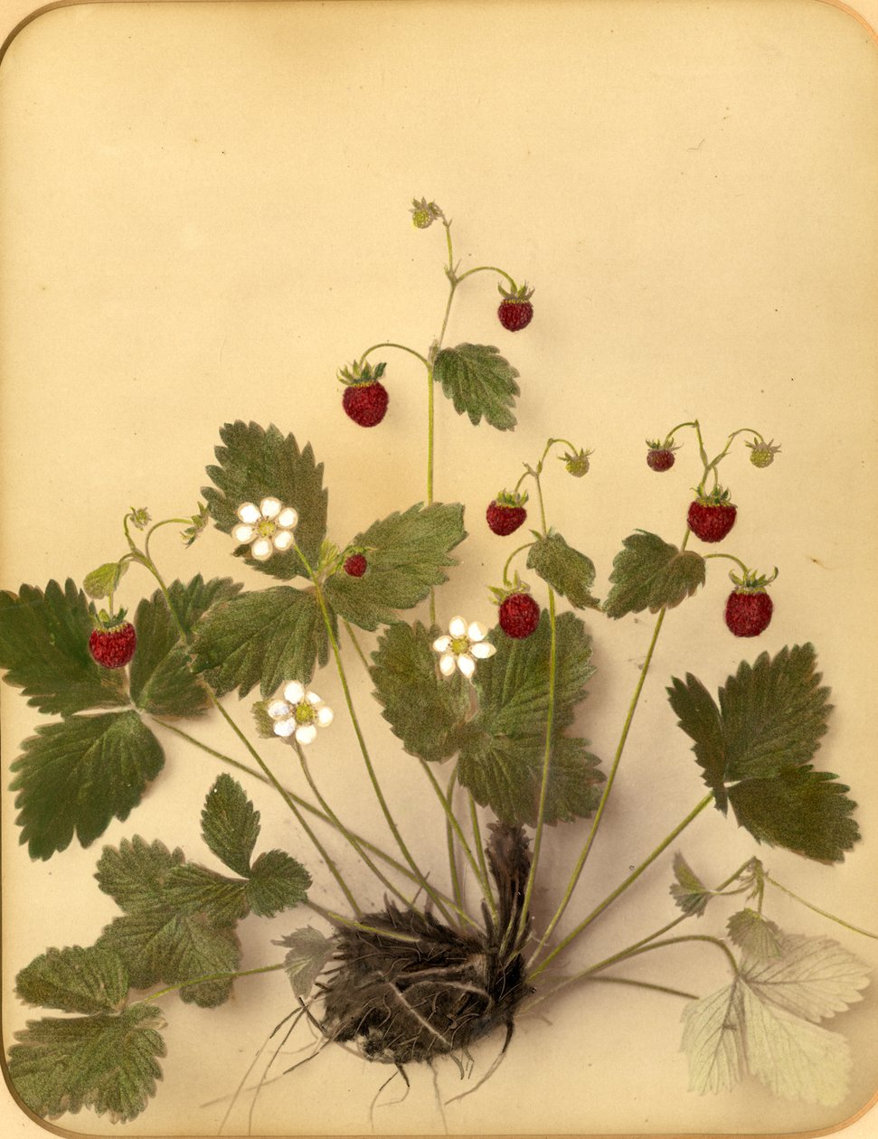 Vilde jordbær blomster, 1870