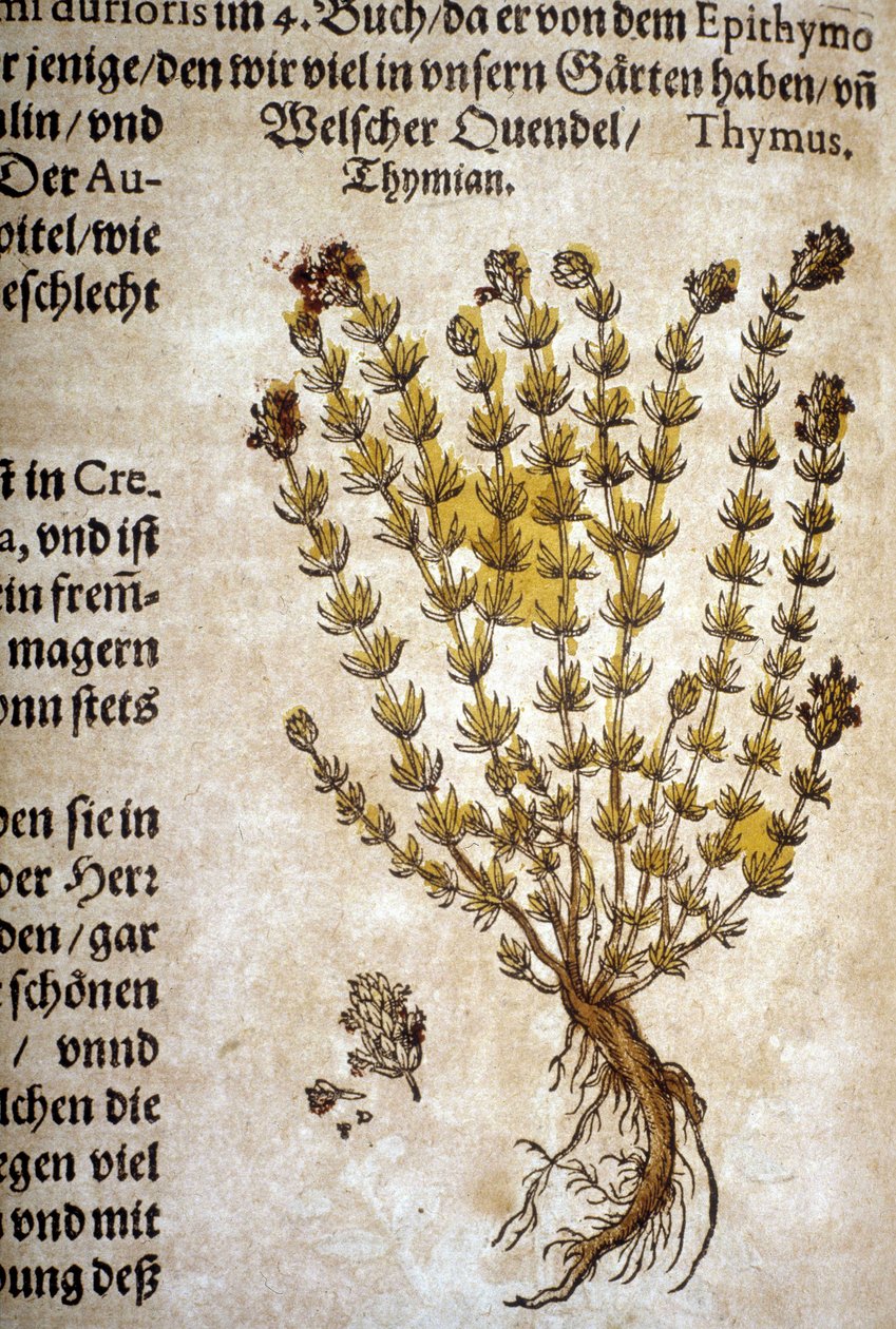 Timian (Thymus) - I ""Herbarium Mattioli""". af Pietro Andrea Mattioli