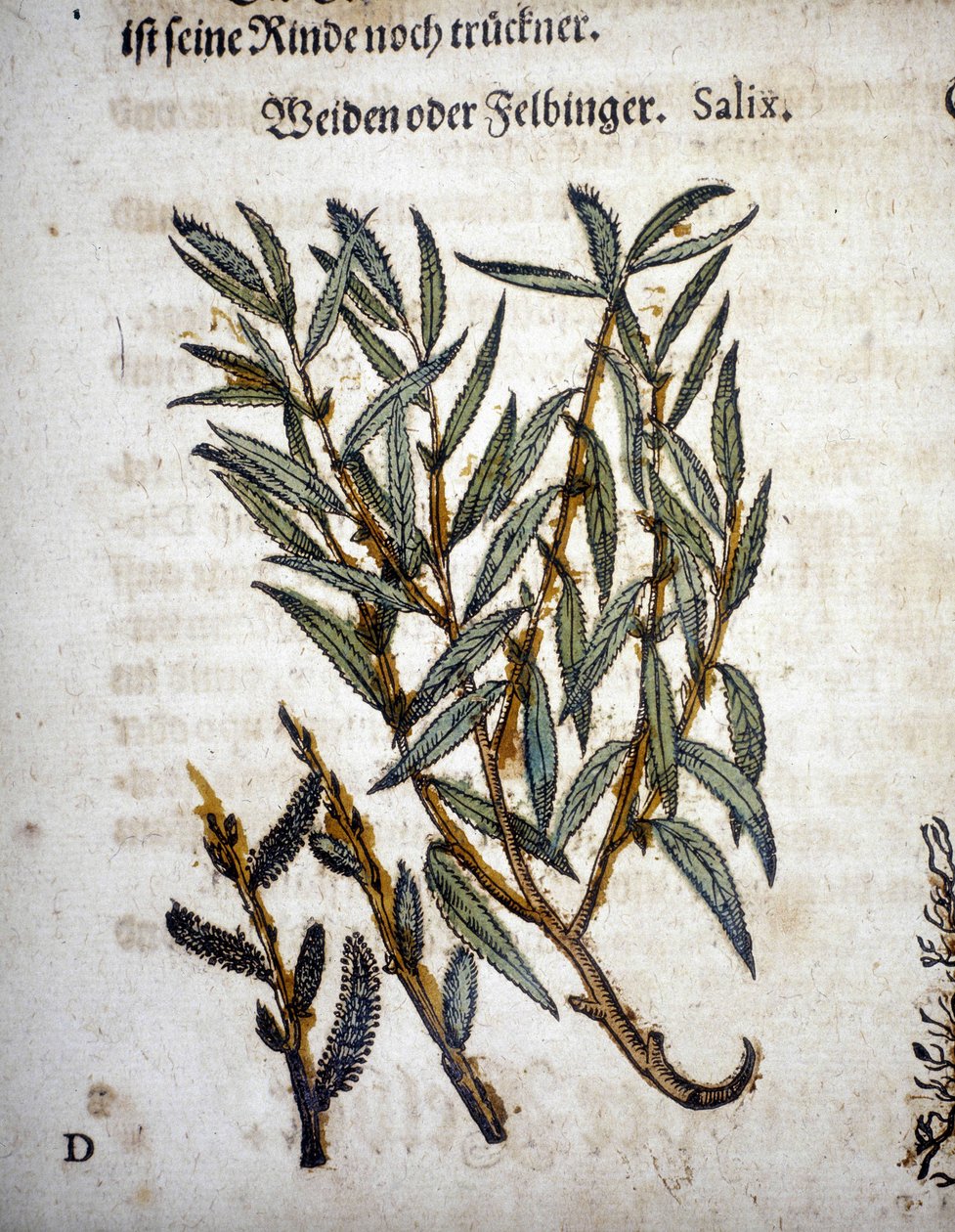 Willow Branch - I "" Herbarium mattioli"" af Pietro Andrea Mattioli