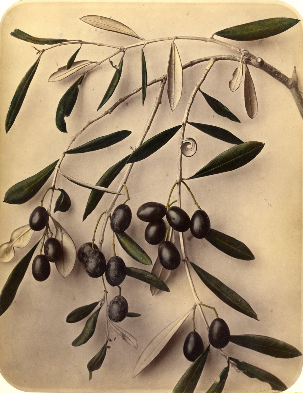 Oliven, 1870