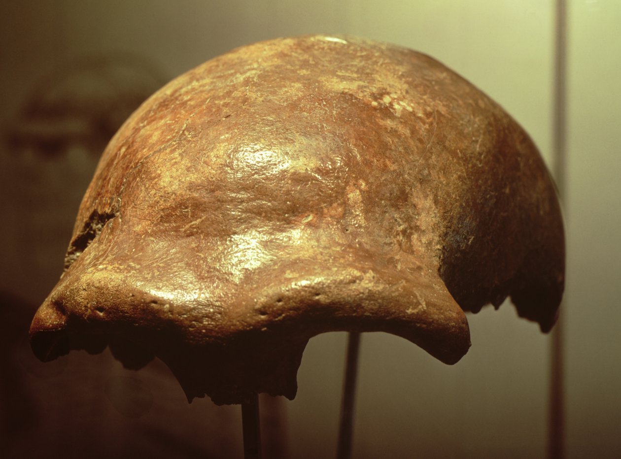 Kranium af en neandertaler (knogle) af Prehistoric