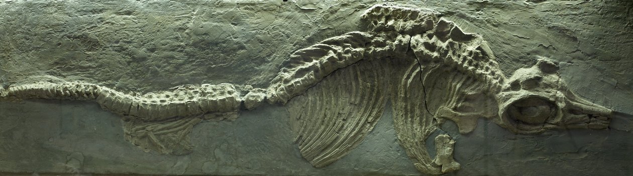 Ichthyosaur-fossil, Jura (Lias)-perioden af Prehistoric Prehistoric
