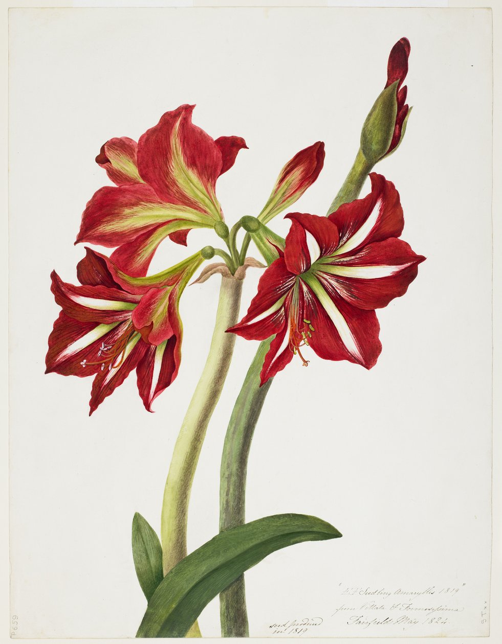 E.F. Frøplante Amaryllus, maj 1824 af Priscilla Susan Bury
