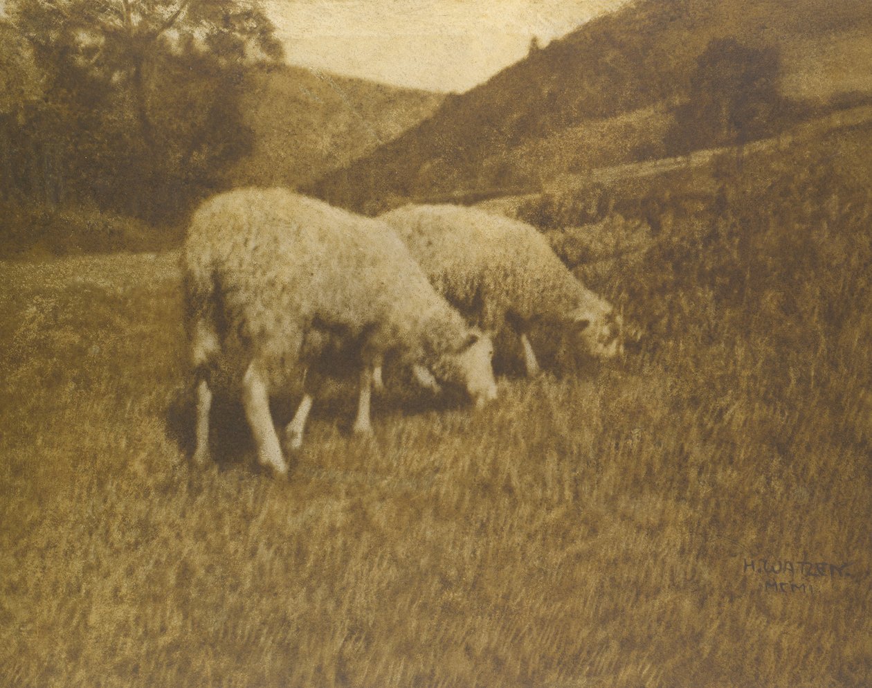 Får, 1901. af Professor Hans Watzek