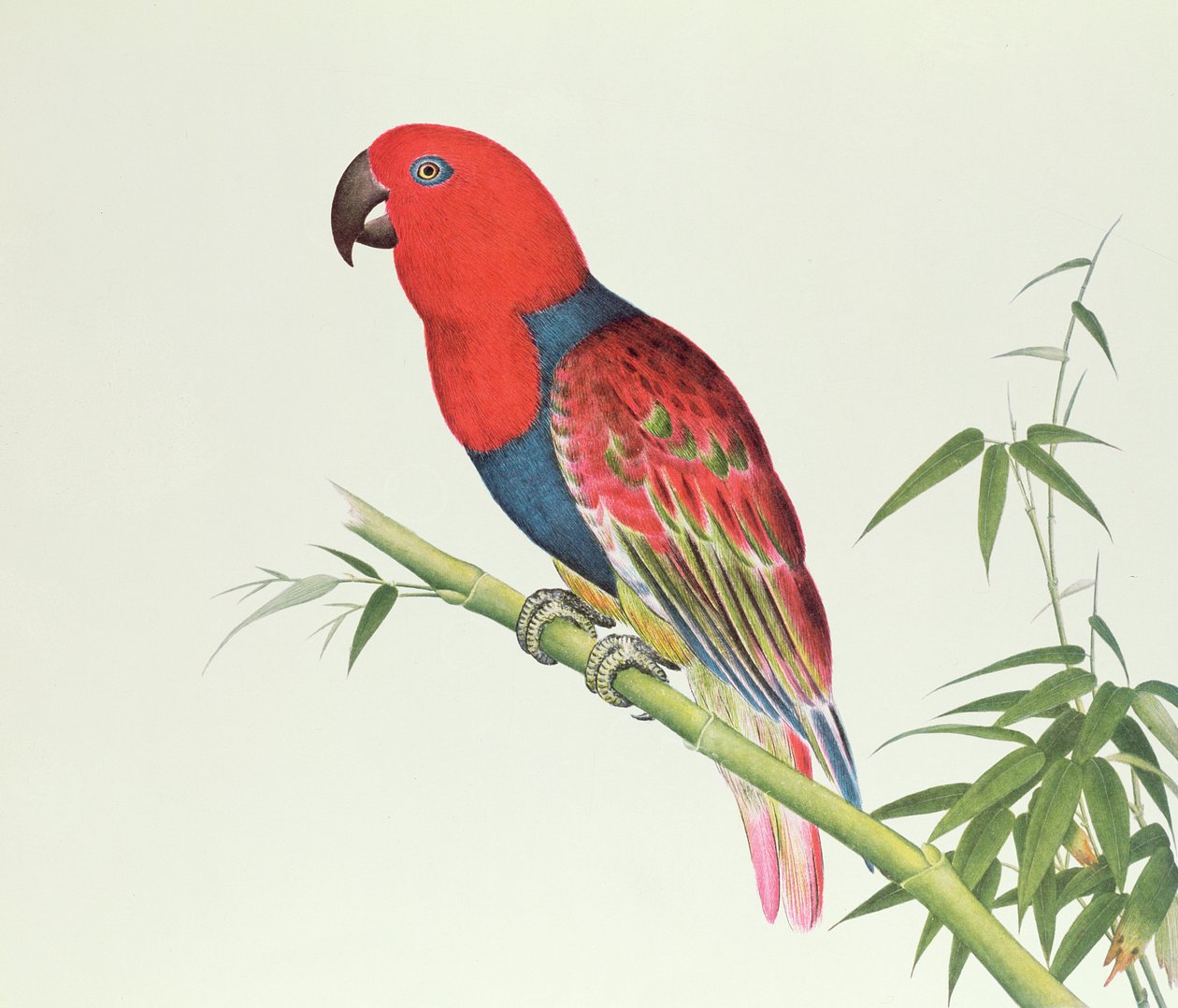 Eclectus papegøje, på et bambusskud, Ch