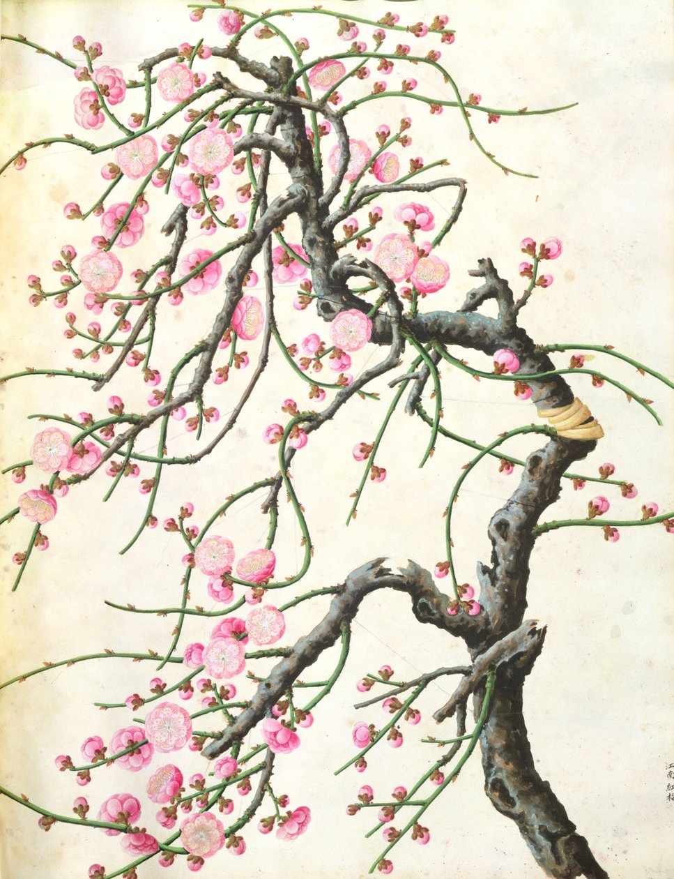 Ferskenblomst (farve på papir) af Qing Dynasty Chinese School