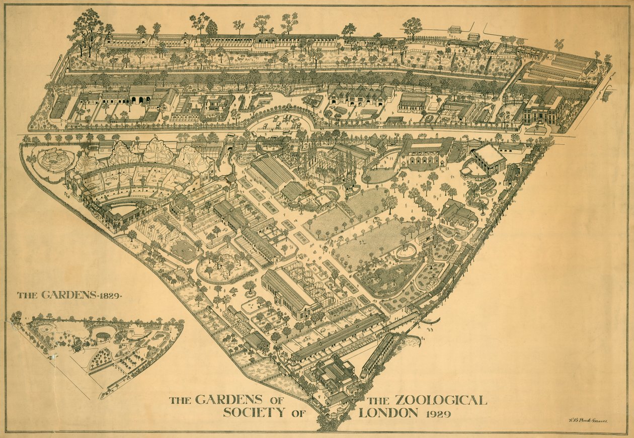 London Zoo, Regents Park, Westminster, 1929 af RB Brook Greaves