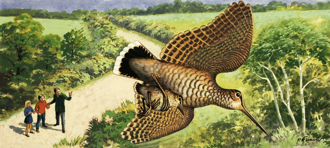 At se på naturen: Skovsneppen af R.B. Davis