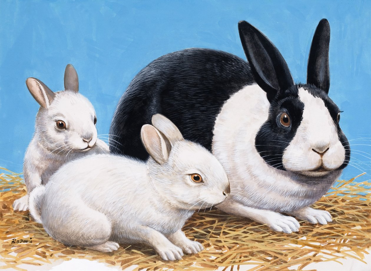 Rabbits (gouache på papir) af R.B. Davis