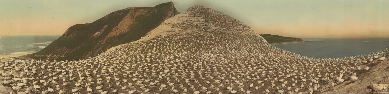 Suler, Cape Kidnappers, N.Z. af R. P. Moore
