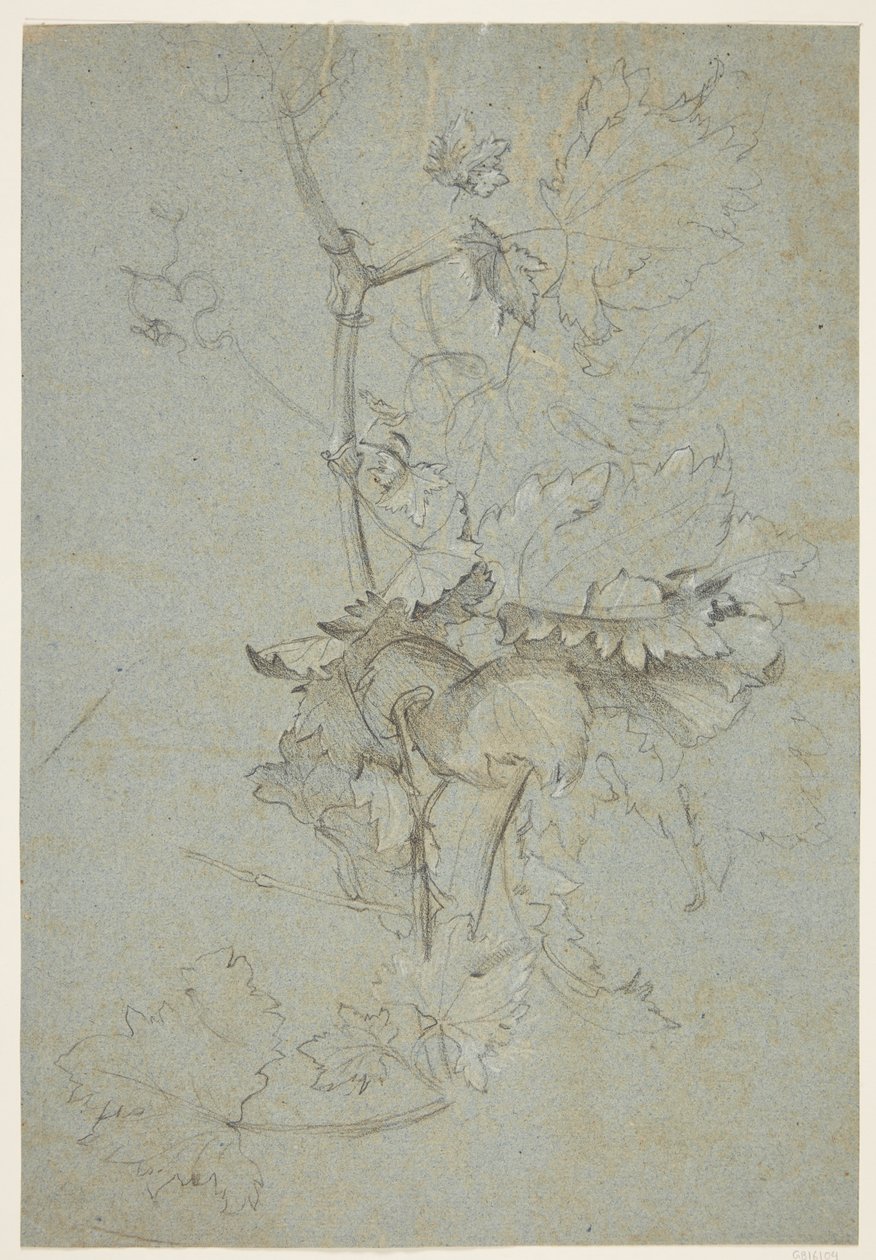 Plante undersøgelse af Rachel Ruysch