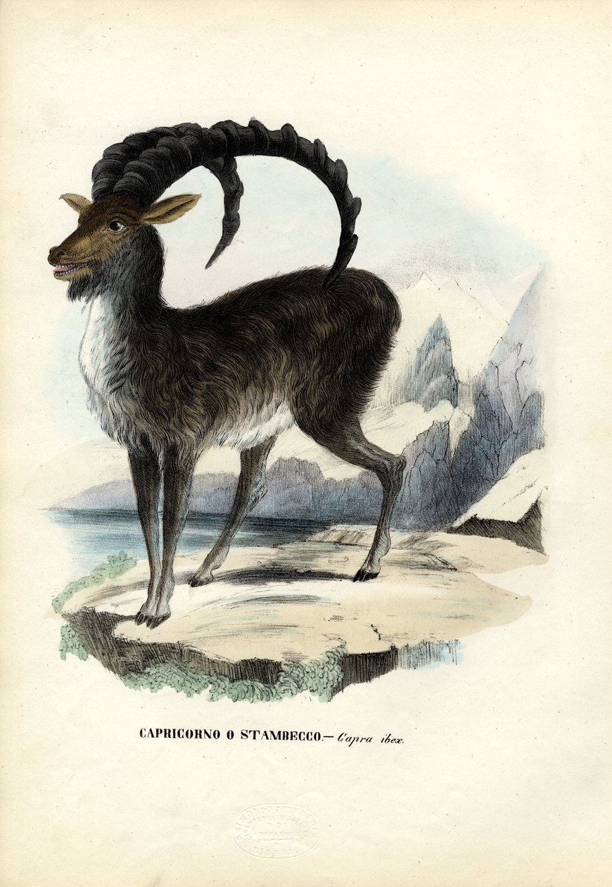 Alpine Ibex, 1863-79 af Raimundo Petraroja