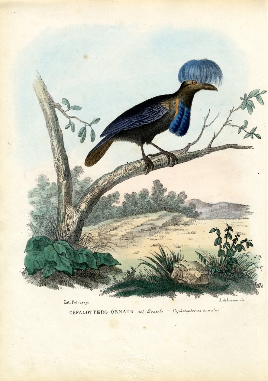 Amazonas paraplyfugl, 1863-79 af Raimundo Petraroja