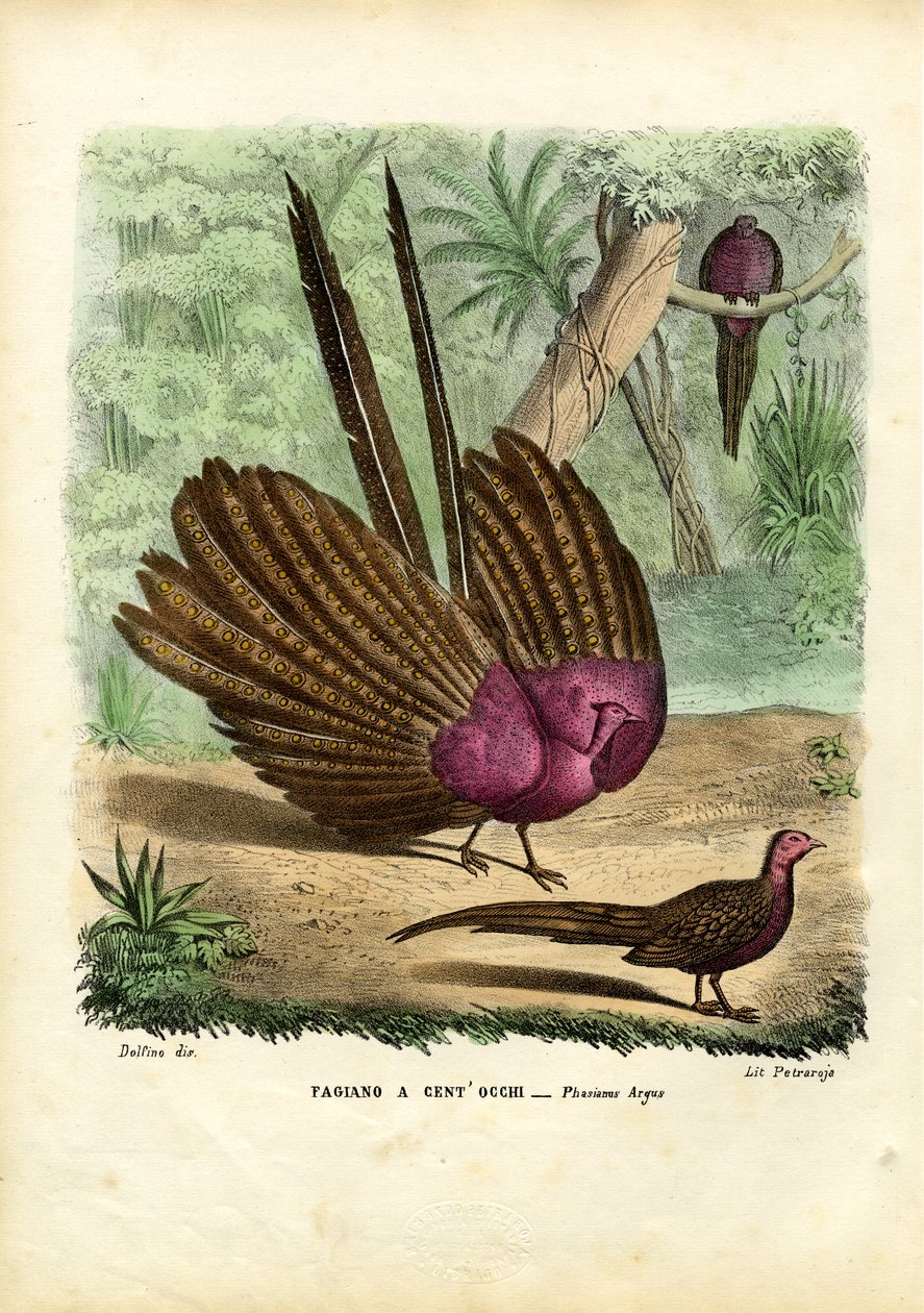 Argusfasan, 1863-79 af Raimundo Petraroja