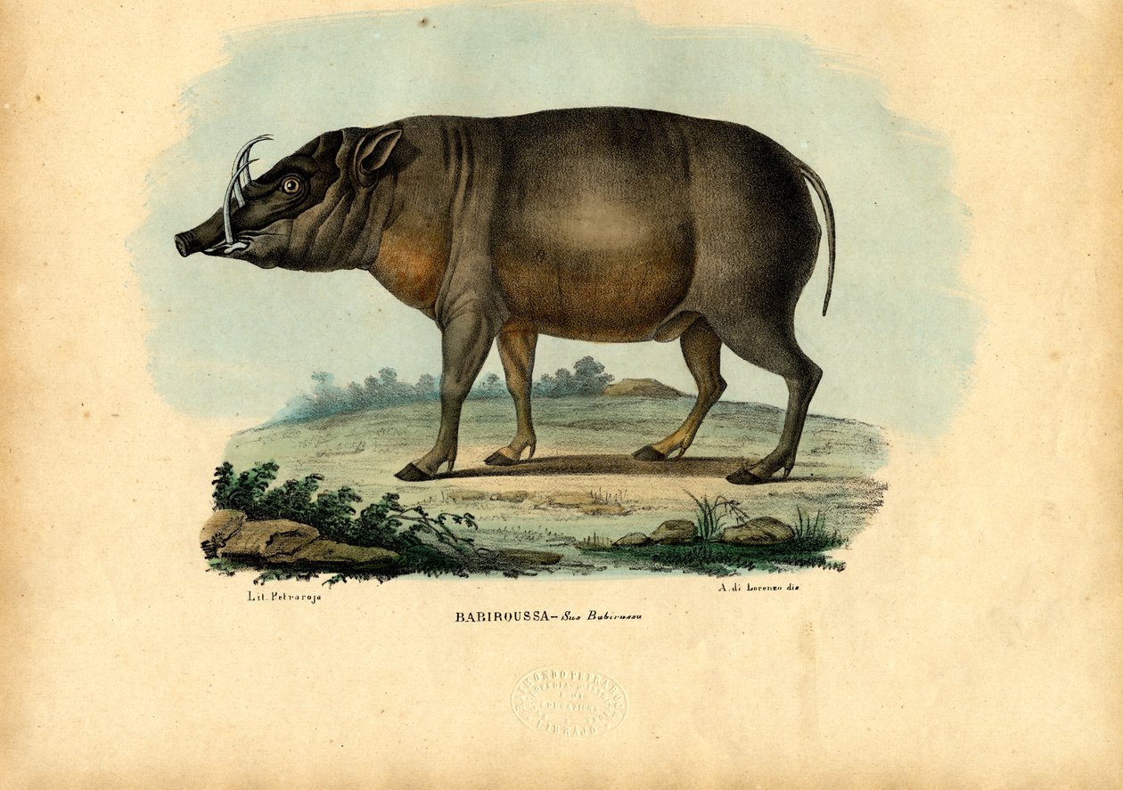 Babirusa, 1863-79 af Raimundo Petraroja