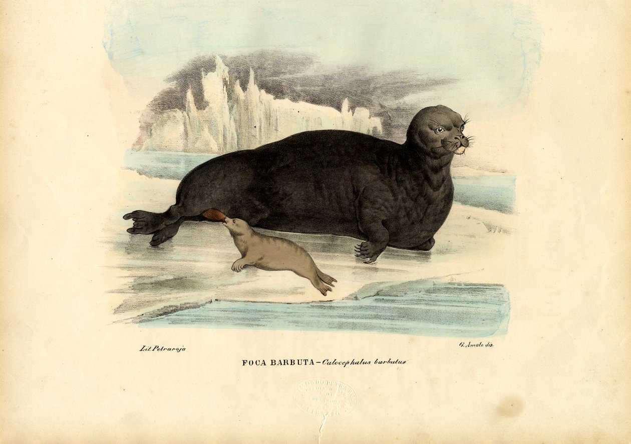 Skægsæl, 1863-79 af Raimundo Petraroja