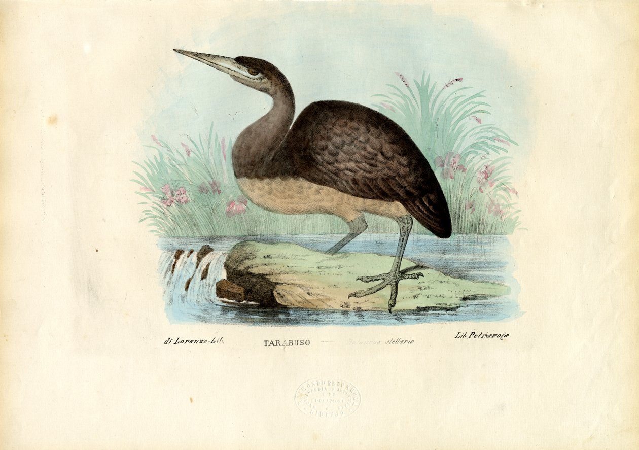 Bittern, 1863-79 af Raimundo Petraroja