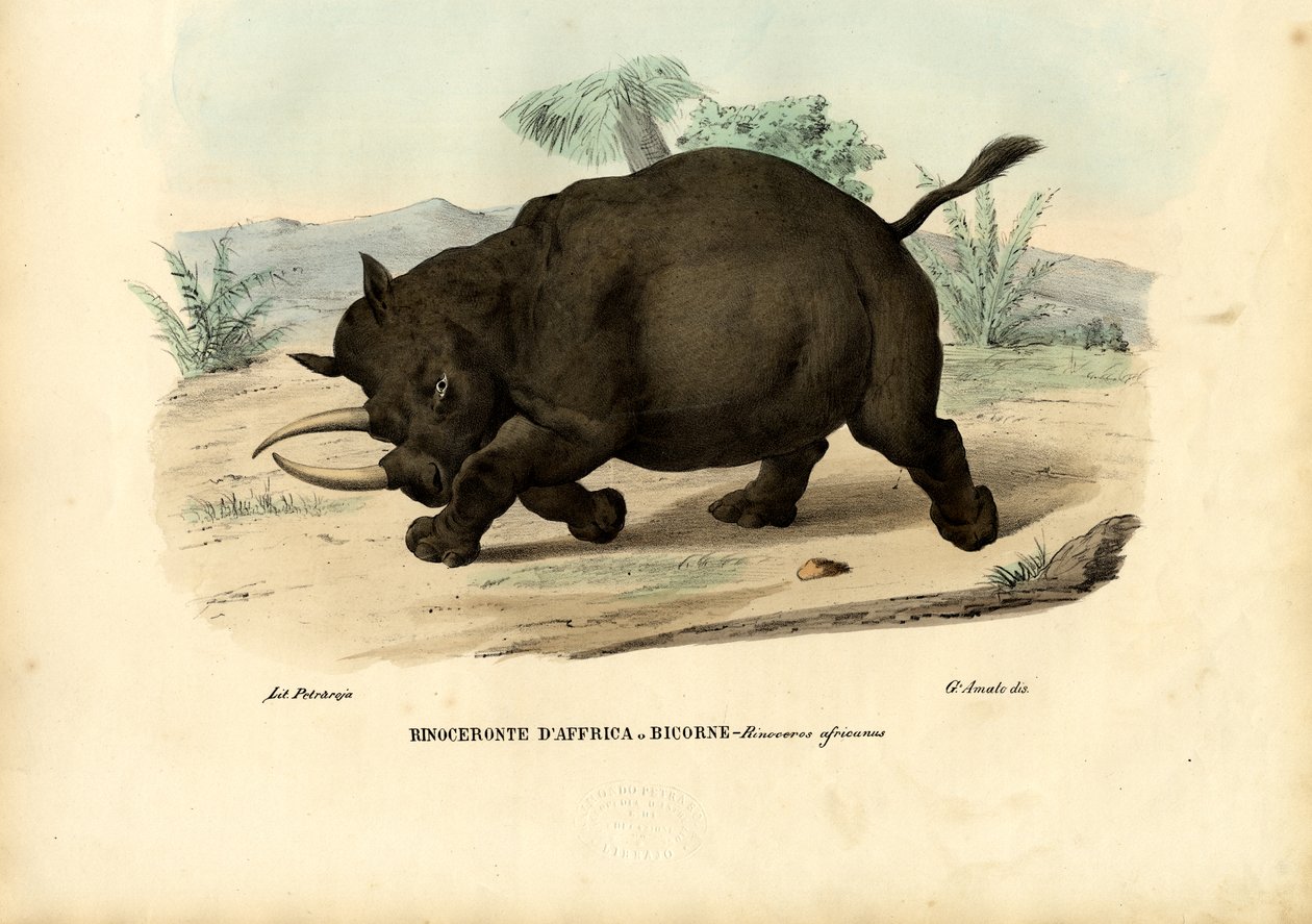 Sort næsehorn, 1863-79 af Raimundo Petraroja