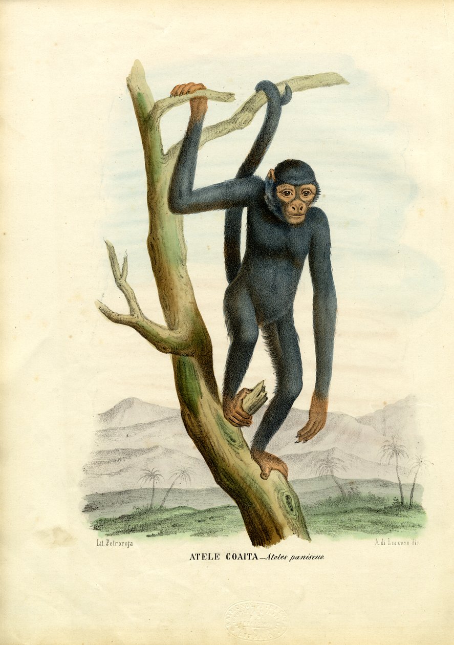 Sort edderkoppeabe, 1863-79 af Raimundo Petraroja