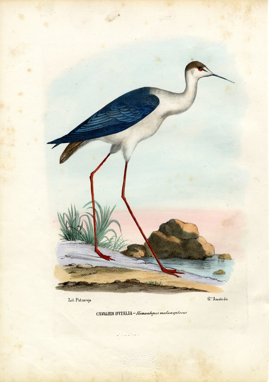 Sortvinget Stylte, 1863-79 af Raimundo Petraroja