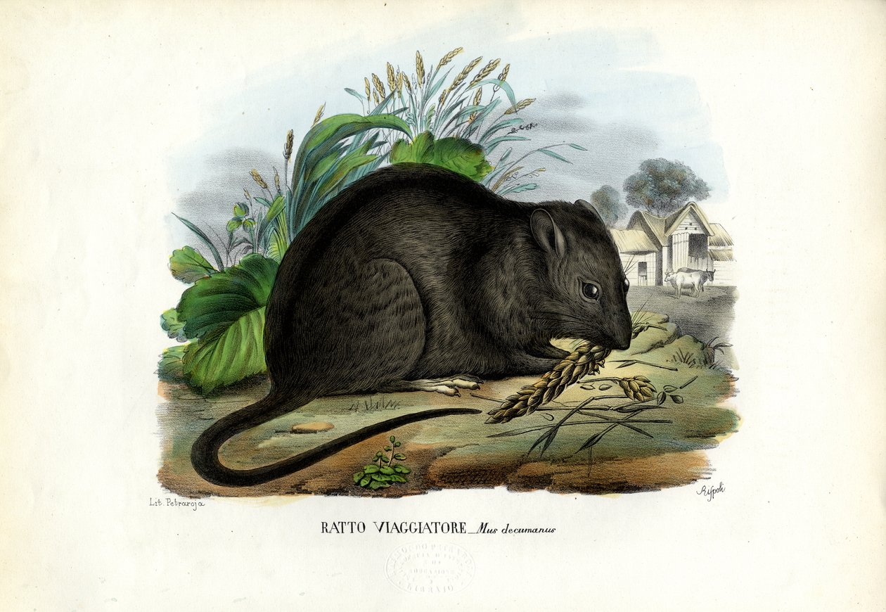 Brun rotte, 1863-79 af Raimundo Petraroja