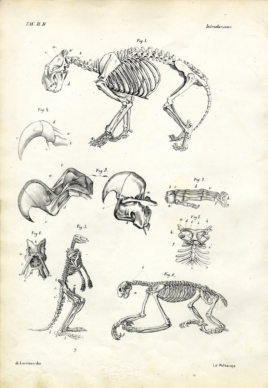 Kat, 1863-79 af Raimundo Petraroja