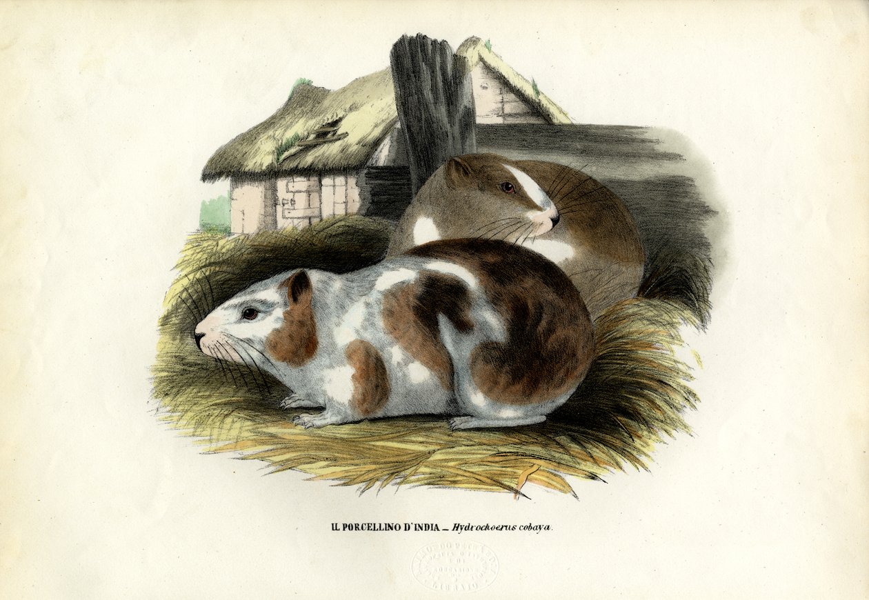 Cavy, 1863-79 af Raimundo Petraroja