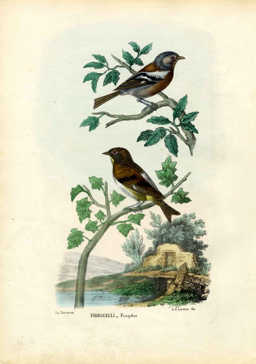Bogfinke, 1863-79 af Raimundo Petraroja