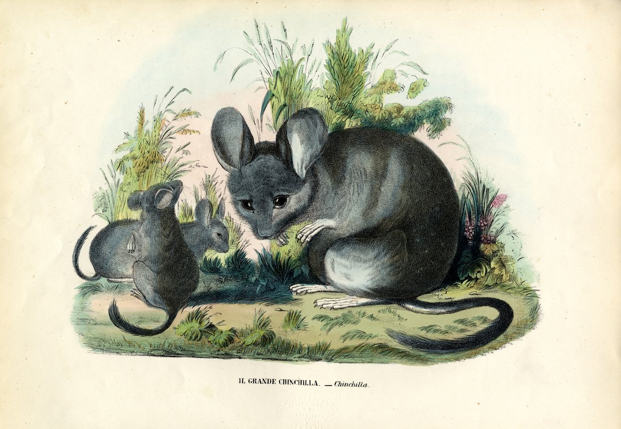 Chinchilla, 1863-79 af Raimundo Petraroja