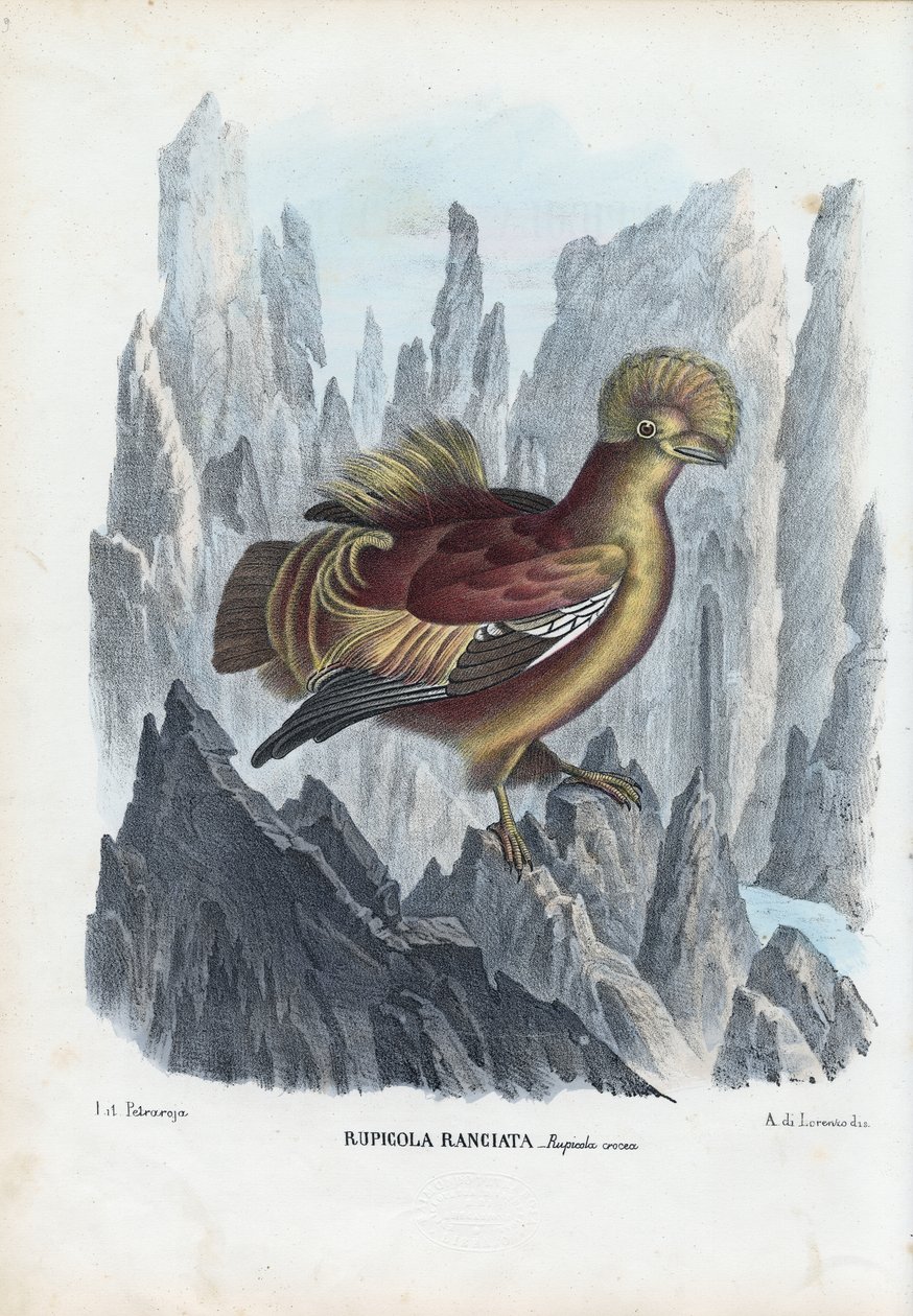 Cock-of-The-Rock, 1863-79 af Raimundo Petraroja