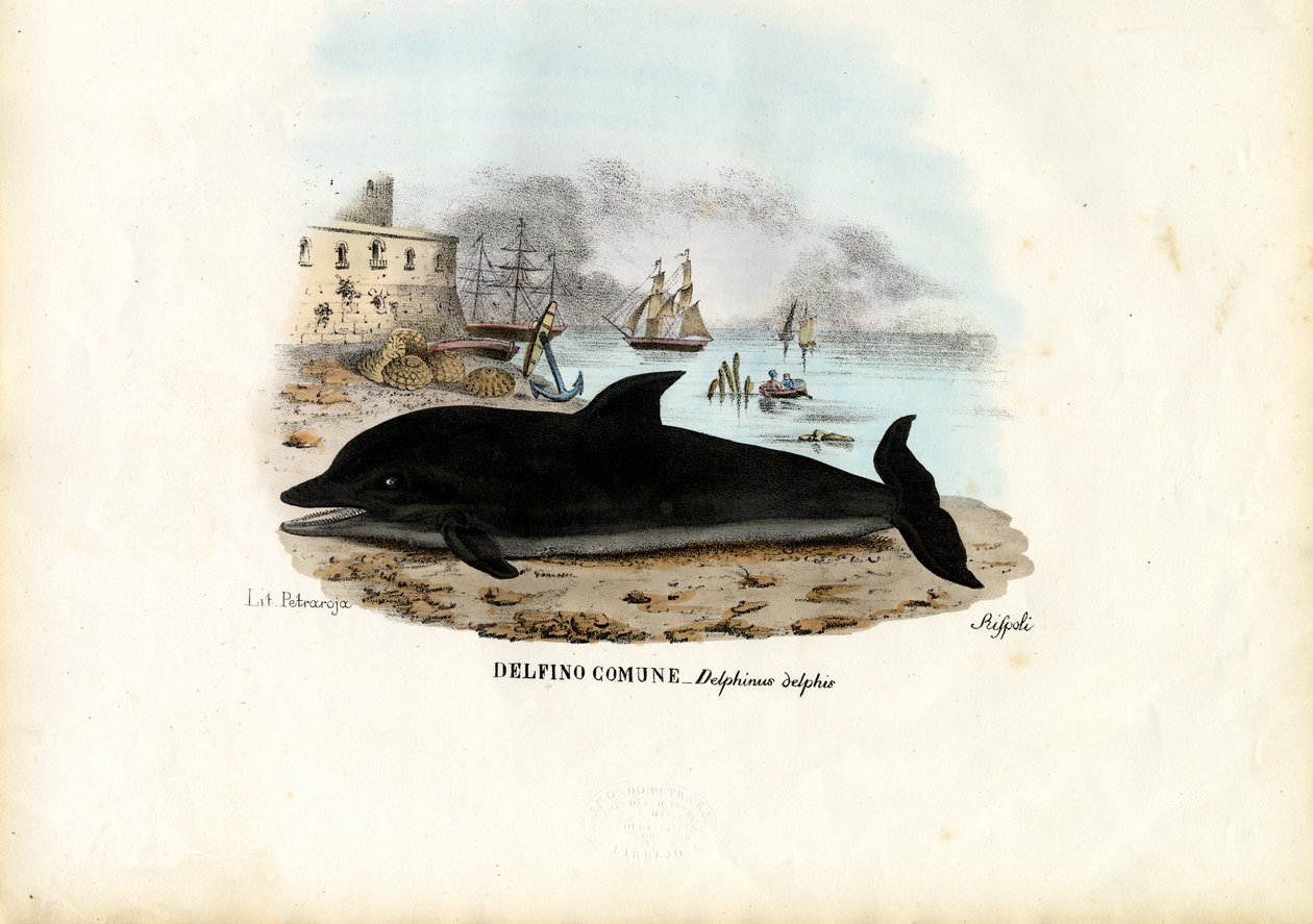 Almindelig delfin, 1863-79 af Raimundo Petraroja