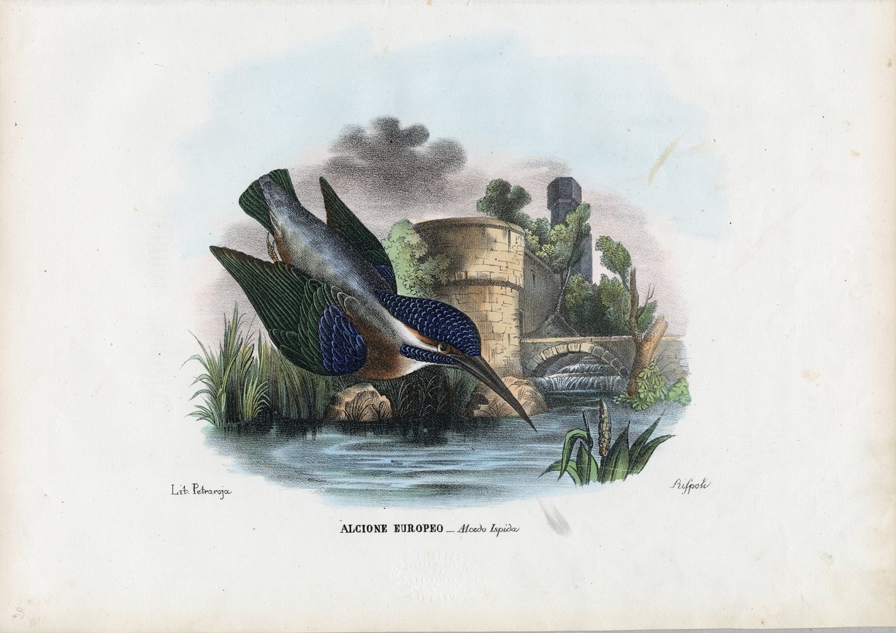 Almindelig isfugl, 1863-79 af Raimundo Petraroja