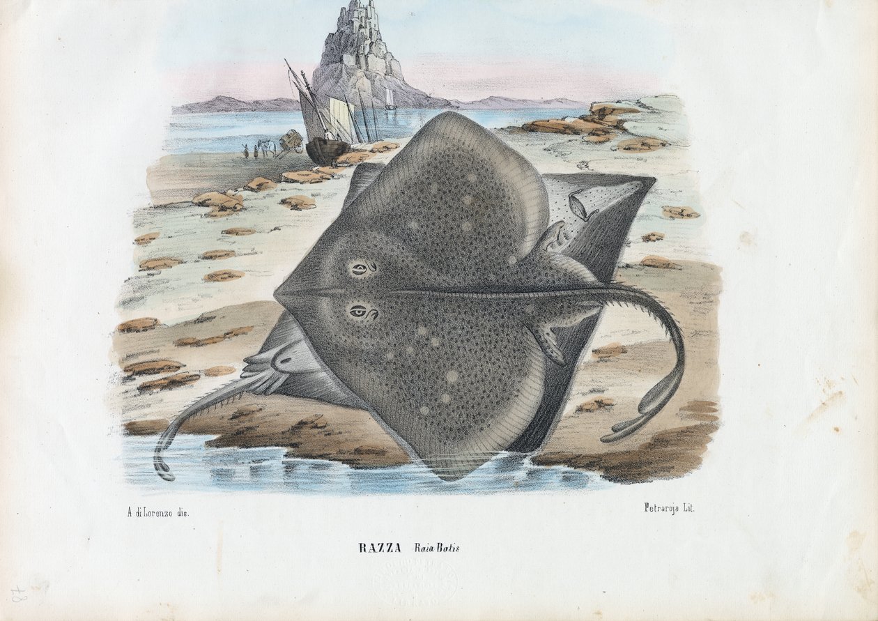 Almindelig Skøjte, 1863-79 af Raimundo Petraroja